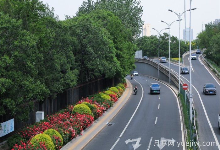 北京朝陽月季海洋，街頭已開濃顏模式(圖2)