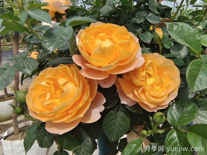 三款微型月季，陽(yáng)臺(tái)養(yǎng)月季必選(圖1)