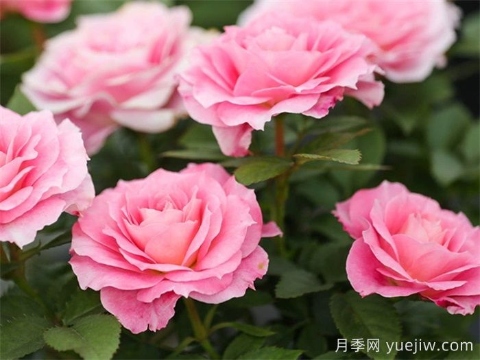 三款微型月季，陽(yáng)臺(tái)養(yǎng)月季必選(圖3)