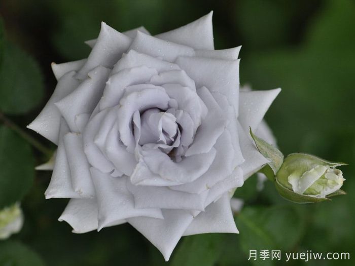 藍(lán)色天堂月季(圖1)