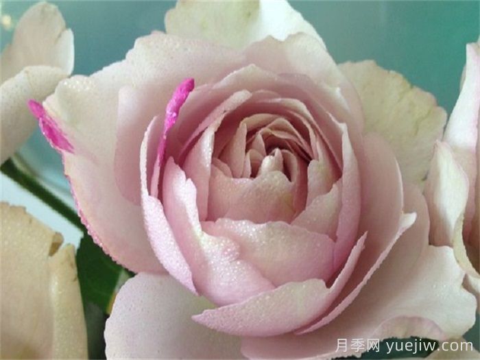 伊芙IS月季(圖1)