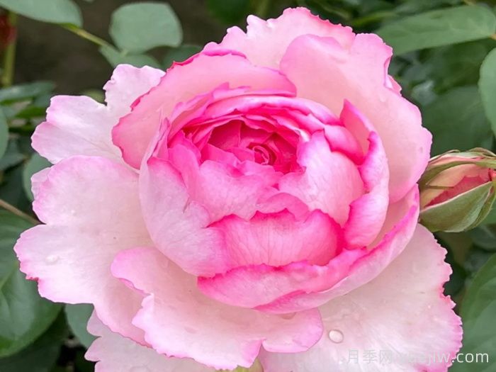 伊芙唯一月季/伊芙一號月季(圖1)