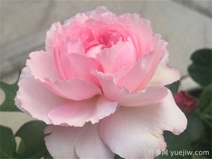 伊芙唯一月季/伊芙一號月季(圖2)