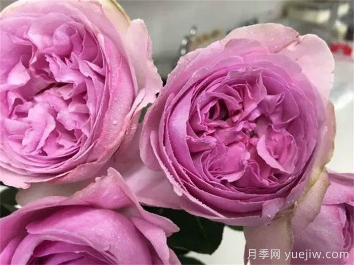 伊芙玫瑰香水月季(圖1)