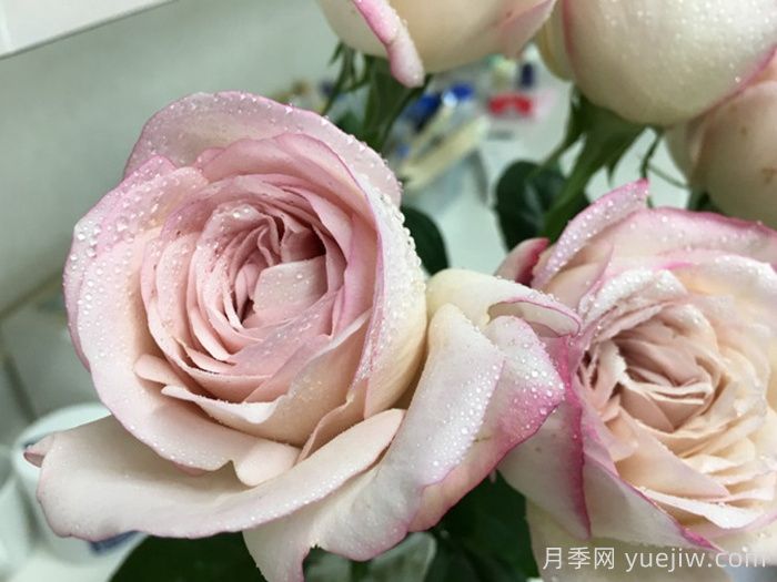 伊芙沙漠玫瑰月季(圖1)