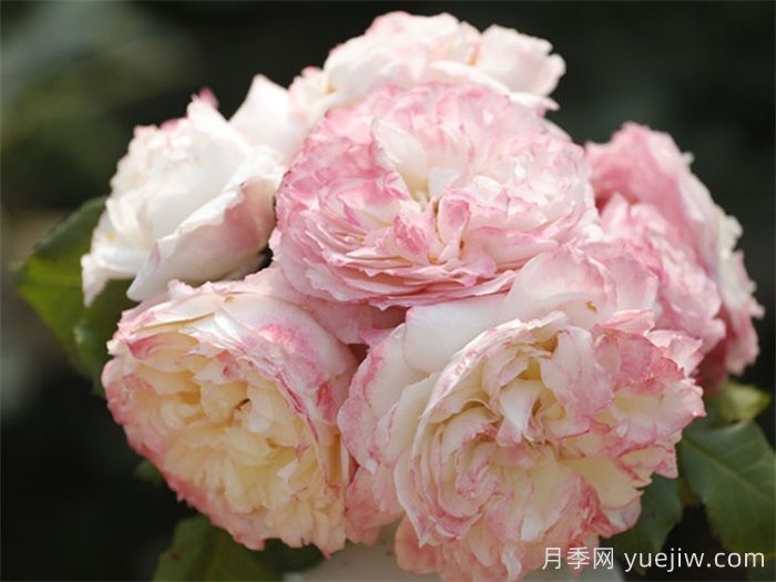 天狼月季早期自育優(yōu)秀月季品種(圖2)