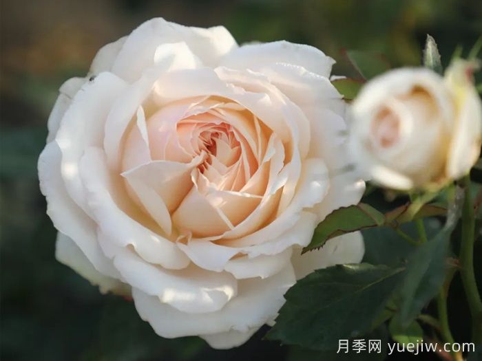 天狼月季早期自育優(yōu)秀月季品種(圖4)