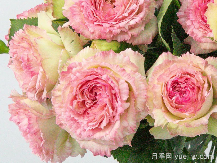 天狼月季早期自育優(yōu)秀月季品種(圖3)
