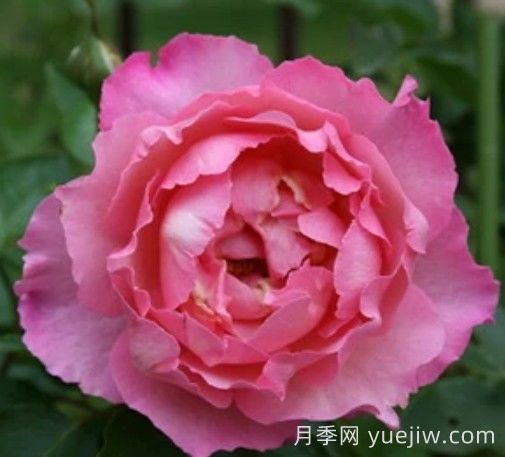 伊芙三號(hào)月季/伊芙夏娃(圖1)