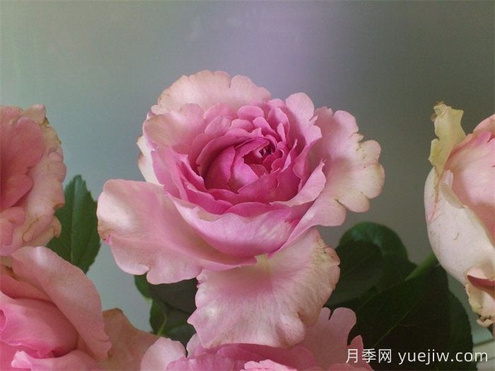 伊芙雷歐諾月季(圖2)