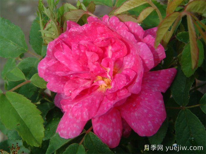 斑紋月季(圖1)