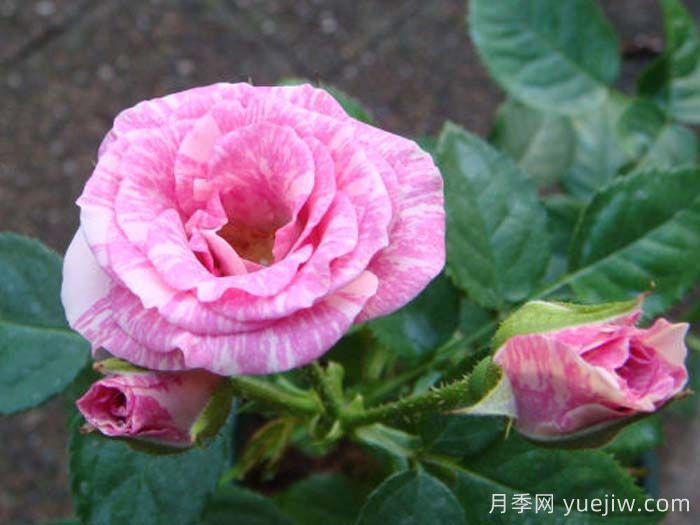 閃光麗迪雅月季(圖1)