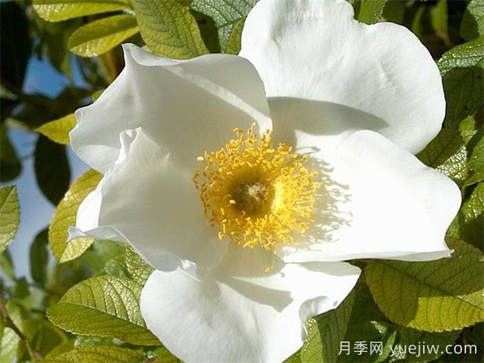 白色驚喜月季(圖1)
