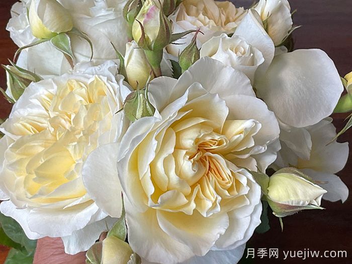 驚喜月季(圖1)