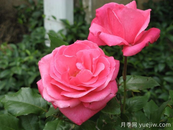 祖母祝福月季/祖母的祝福(圖1)