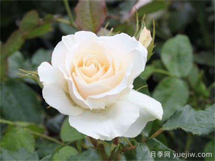 雪絨花月季/雪線月季(圖1)
