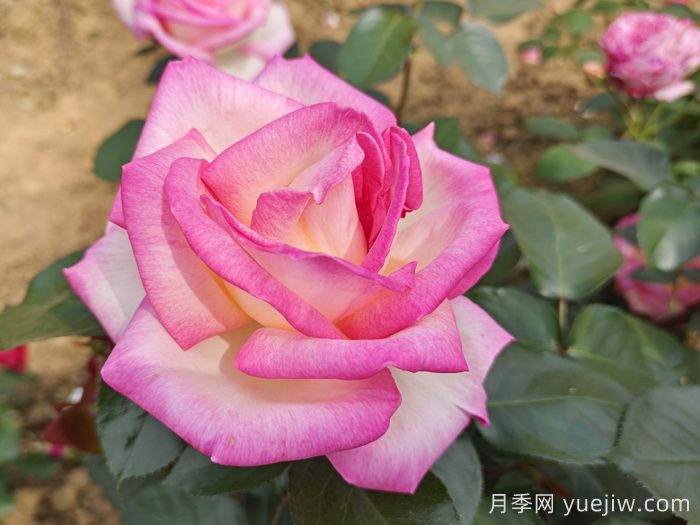 月季網(wǎng)推薦新手必入的9個大花月季(圖5)