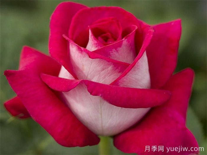 月季網(wǎng)推薦新手必入的9個大花月季(圖6)
