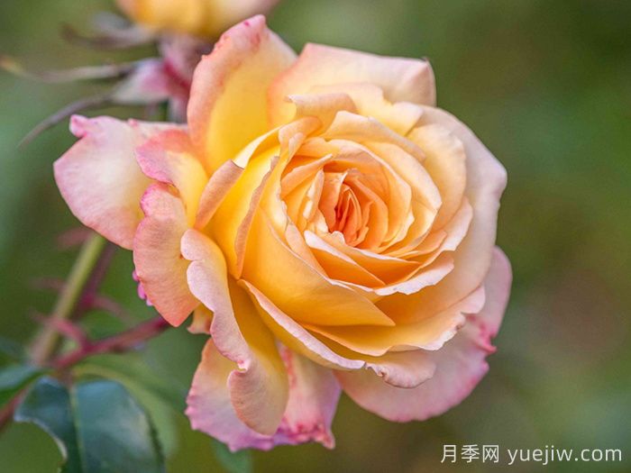 月季網(wǎng)推薦新手必入的9個大花月季(圖4)