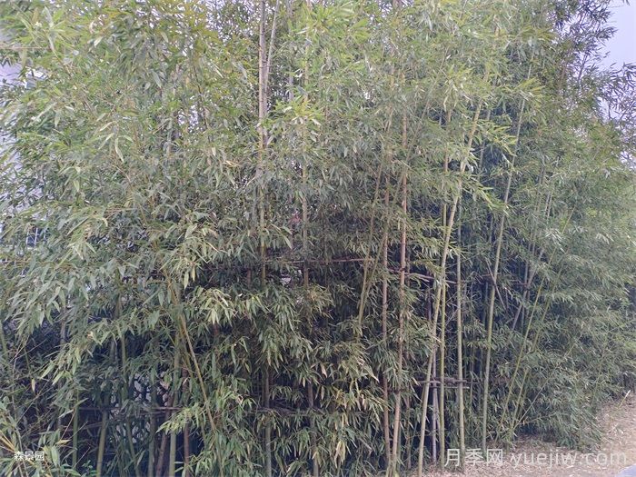 竹子的種類特性、分布狀況和應(yīng)用前景(圖2)