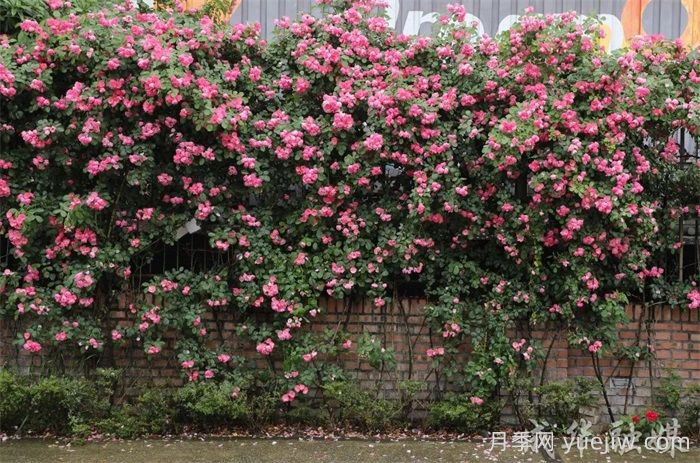 薔薇已開滿墻！這波被成都成華美到了(圖2)