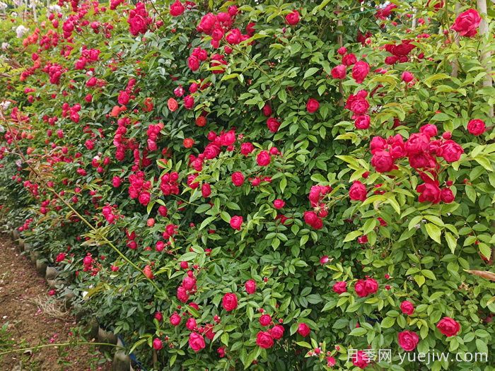 紅科斯特變成紅木香月季，新名字成就一種花(圖2)