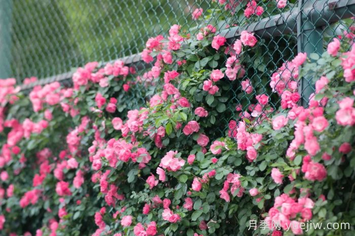 浙師大薔薇花開成瀑，安吉拉美翻了校園(圖1)