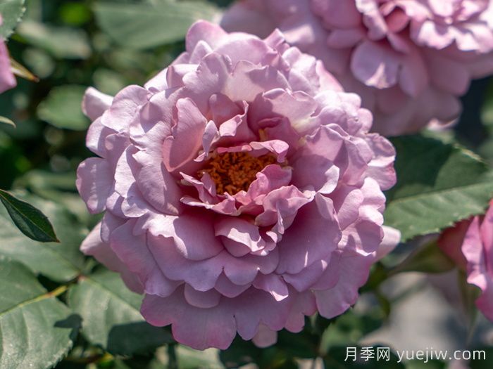 輕煙月季(圖1)