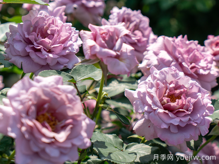 輕煙月季(圖3)