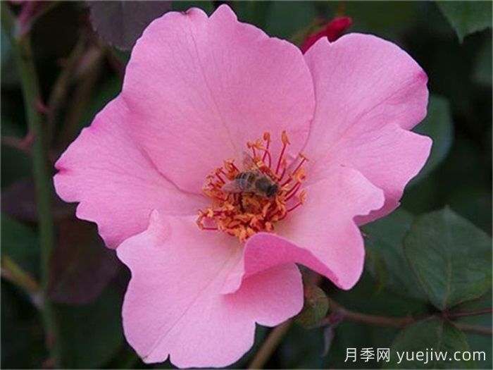 推薦10個優(yōu)秀單瓣月季品種(圖2)