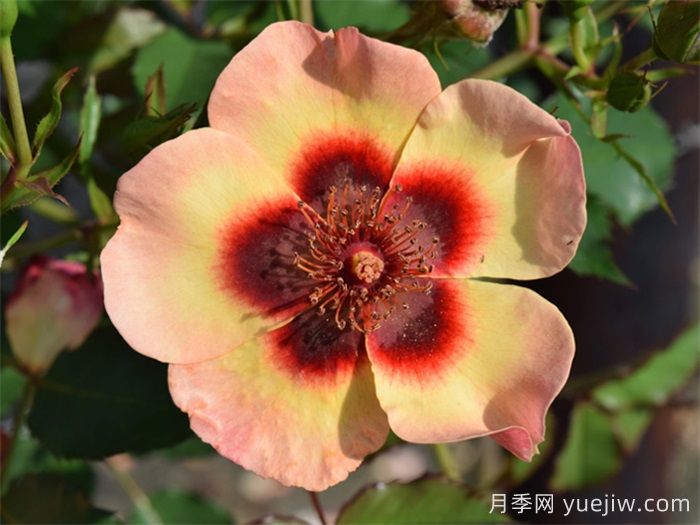 推薦10個優(yōu)秀單瓣月季品種(圖3)