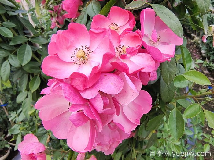 藤本月季中有哪些單瓣花？(圖1)