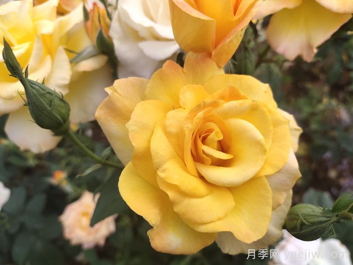 國(guó)外好評(píng)如潮的月季品種介紹(圖3)