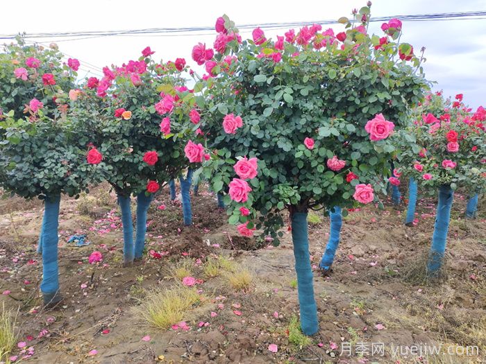 新手應(yīng)該如何養(yǎng)月季花？(圖3)