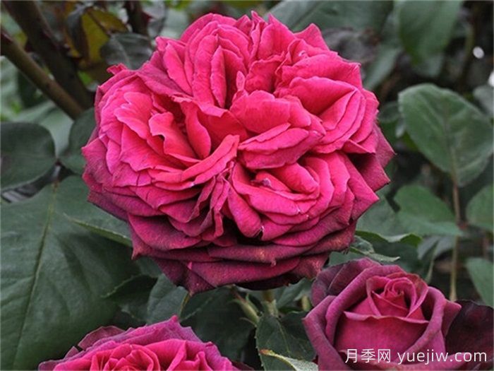 狄安娜伯爵夫人月季的優(yōu)缺點(diǎn)是什么？(圖1)