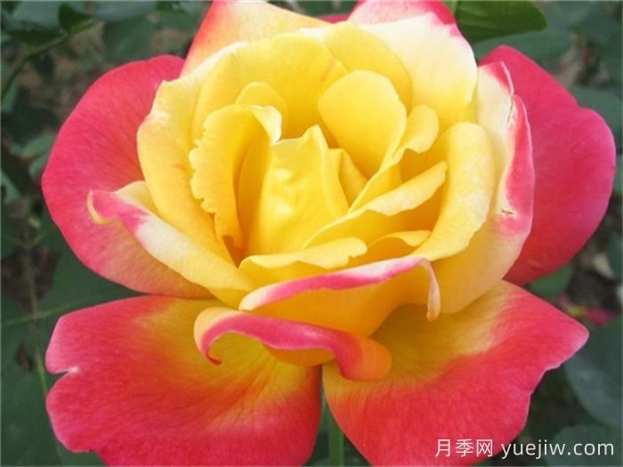 怡紅院月季的優(yōu)缺點(diǎn)是什么？(圖1)
