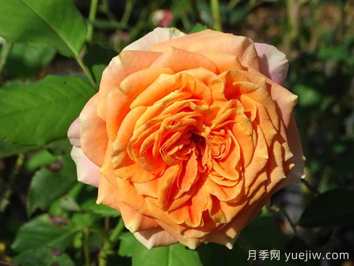 科塔別墅月季的介紹以及優(yōu)缺點(圖1)