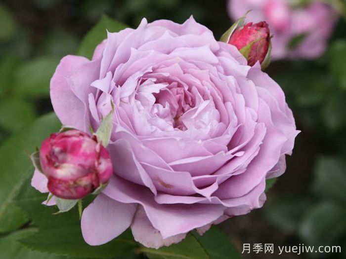 諾瓦利斯月季/藍(lán)花詩(shī)人/波塞冬(圖1)