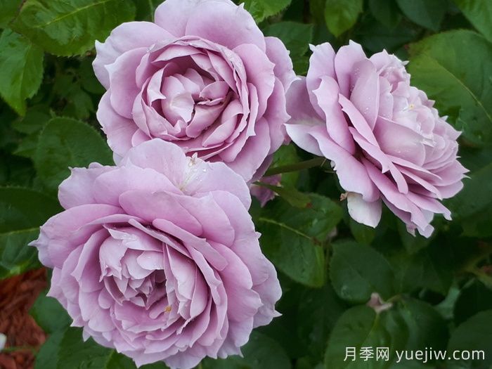諾瓦利斯月季/藍(lán)花詩(shī)人/波塞冬(圖2)
