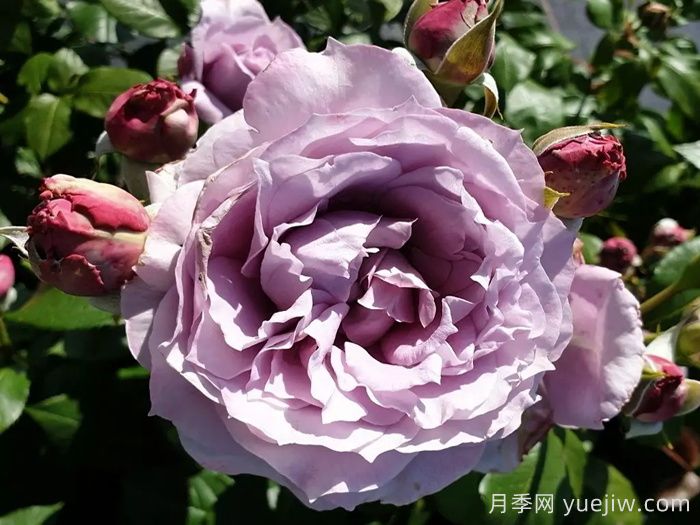 諾瓦利斯月季/藍(lán)花詩(shī)人/波塞冬(圖3)