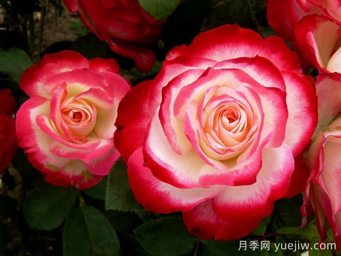 摩納哥公爵月季/櫻桃派對(duì)月季/櫻桃凍糕(圖1)