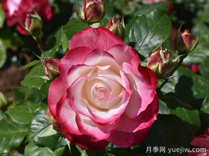 摩納哥公爵月季/櫻桃派對(duì)月季/櫻桃凍糕(圖4)