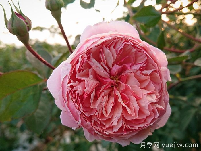 阿卡納月季/神秘/阿爾卡納(圖2)