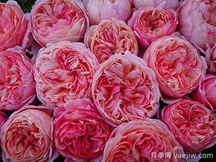 阿卡納月季/神秘/阿爾卡納(圖3)