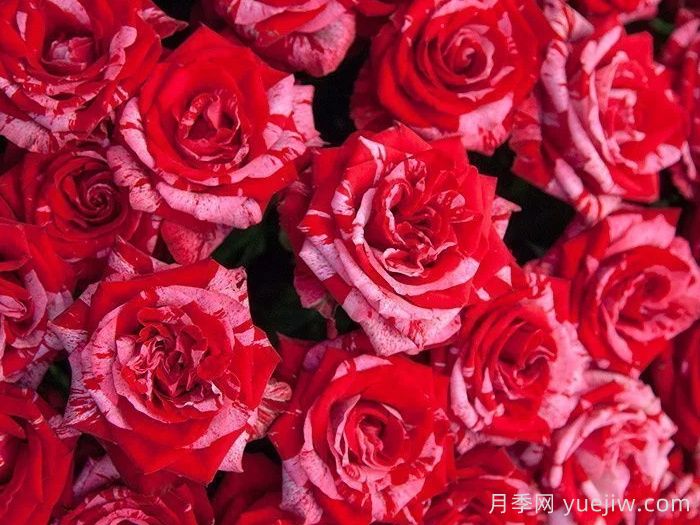 幸運(yùn)女神月季的優(yōu)缺點(diǎn)是什么？(圖1)