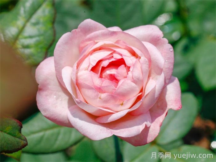 草莓杏仁餅月季的介紹和優(yōu)缺點(diǎn)(圖1)