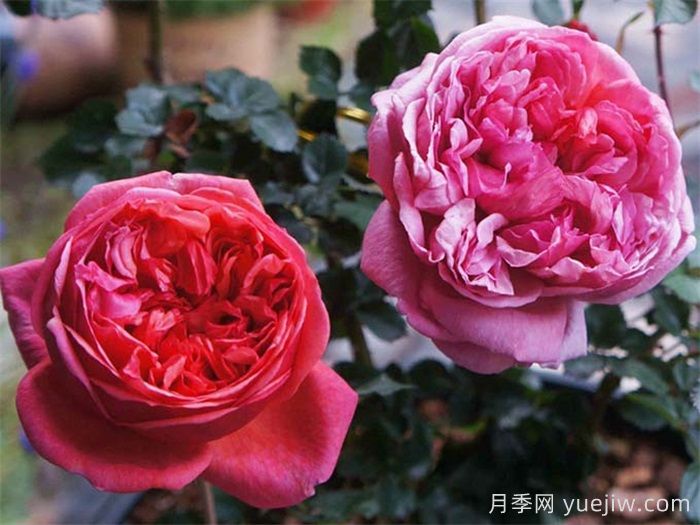保羅克利月季的優(yōu)缺點(diǎn)是什么？(圖1)