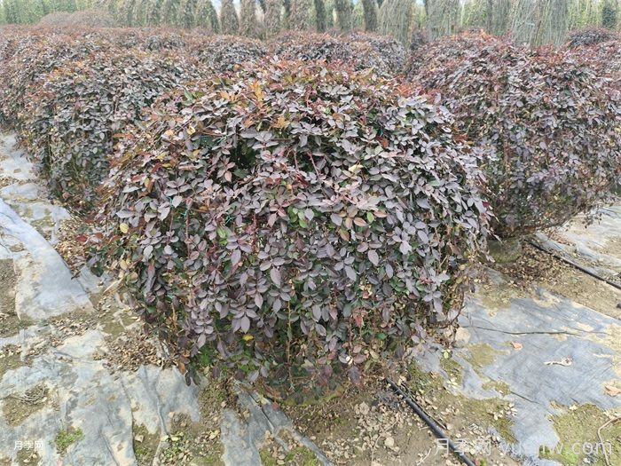 月季花耐寒***低多少度？(圖1)