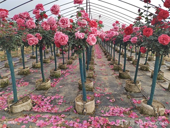 夏季月季養(yǎng)護(hù)全攻略：避開雷區(qū)，輕松爆花(圖1)