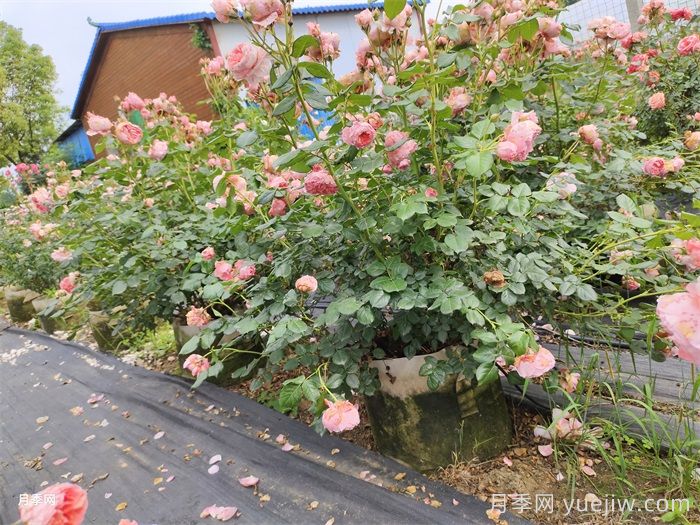 夏季月季養(yǎng)護(hù)全攻略：避開雷區(qū)，輕松爆花(圖2)